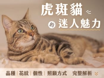 虎斑貓的迷人魅力：品種、花紋、個性與照顧方式完整解析