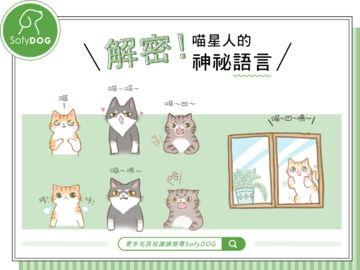 解密！喵星人的神祕語言