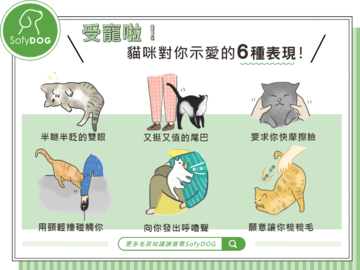 受寵啦！貓咪對你示愛的6種表現！