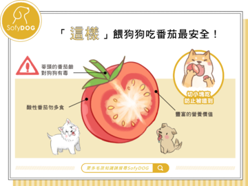 「這樣」餵狗狗吃番茄最安全！