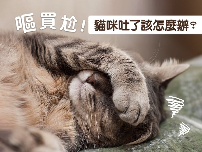 嘔買尬！貓咪吐了該怎麼辦？