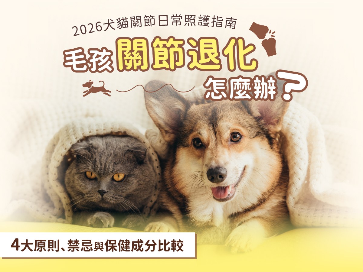 毛孩關節退化怎麼辦？2026 犬貓關節日常照護指南：4大原則、禁忌與保健成分比較