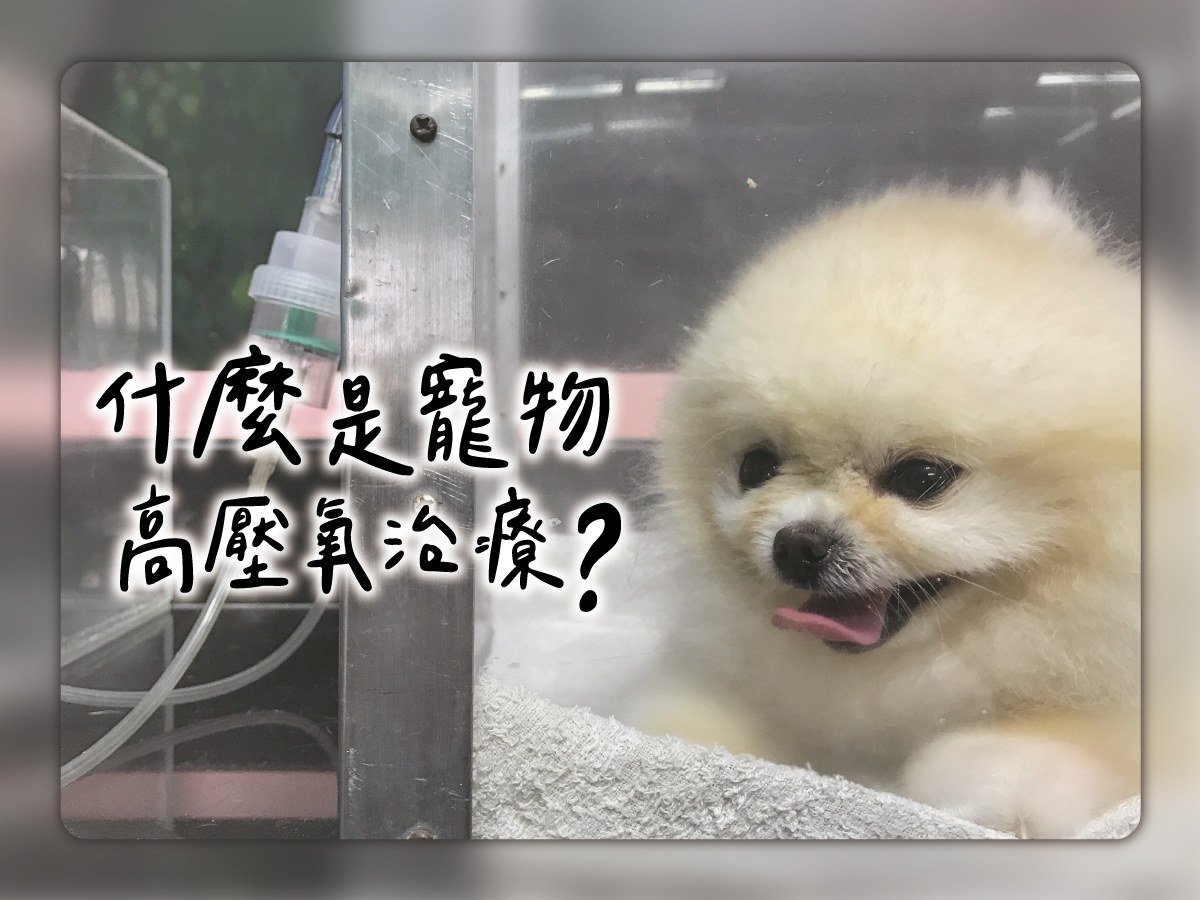 什麼是寵物高壓氧治療？