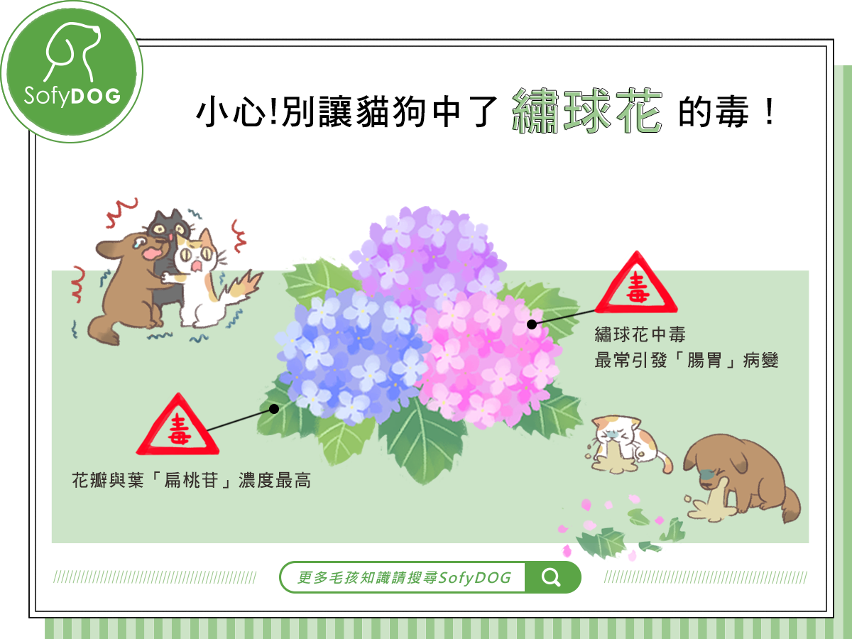 小心！別讓貓狗中了繡球花的毒！