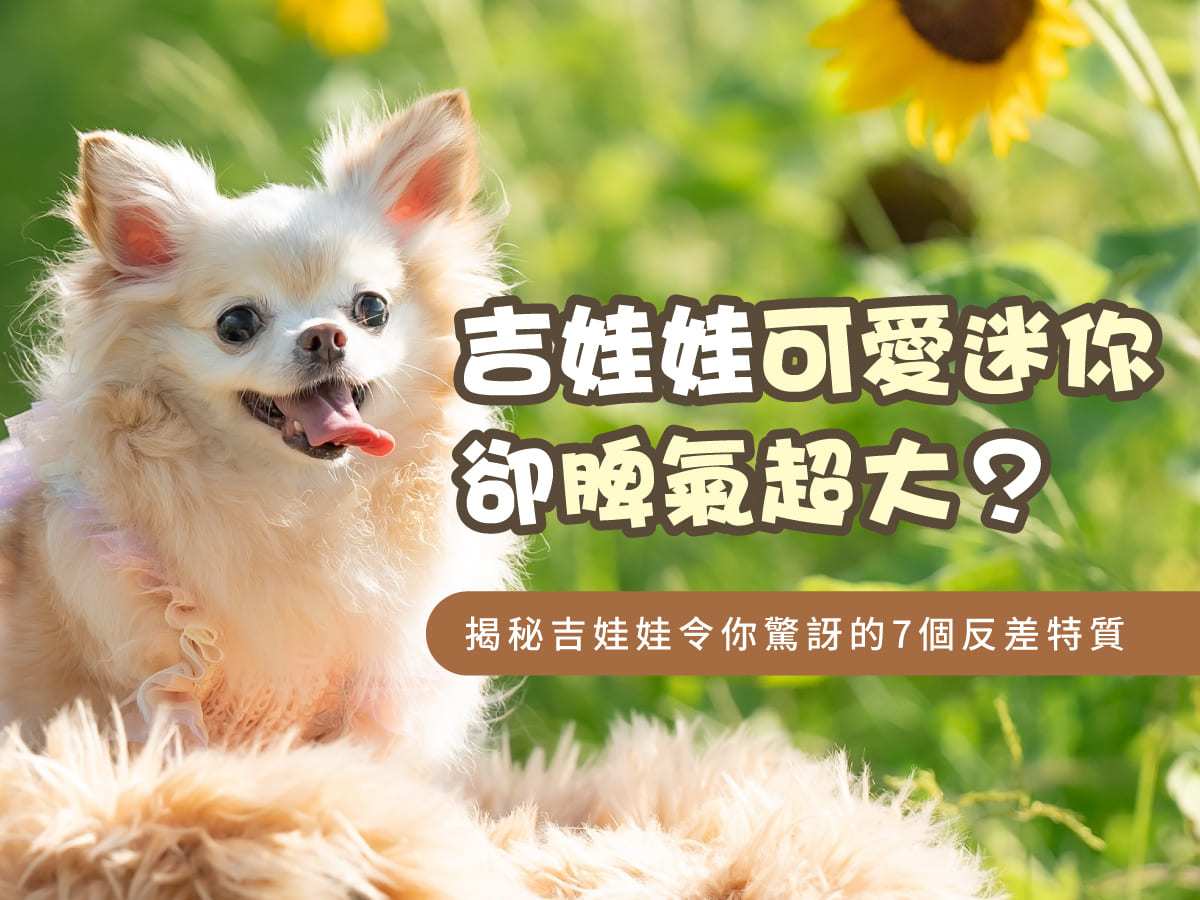 吉娃娃-可愛迷你卻脾氣超大？揭秘吉娃娃令你驚訝的7個反差特質