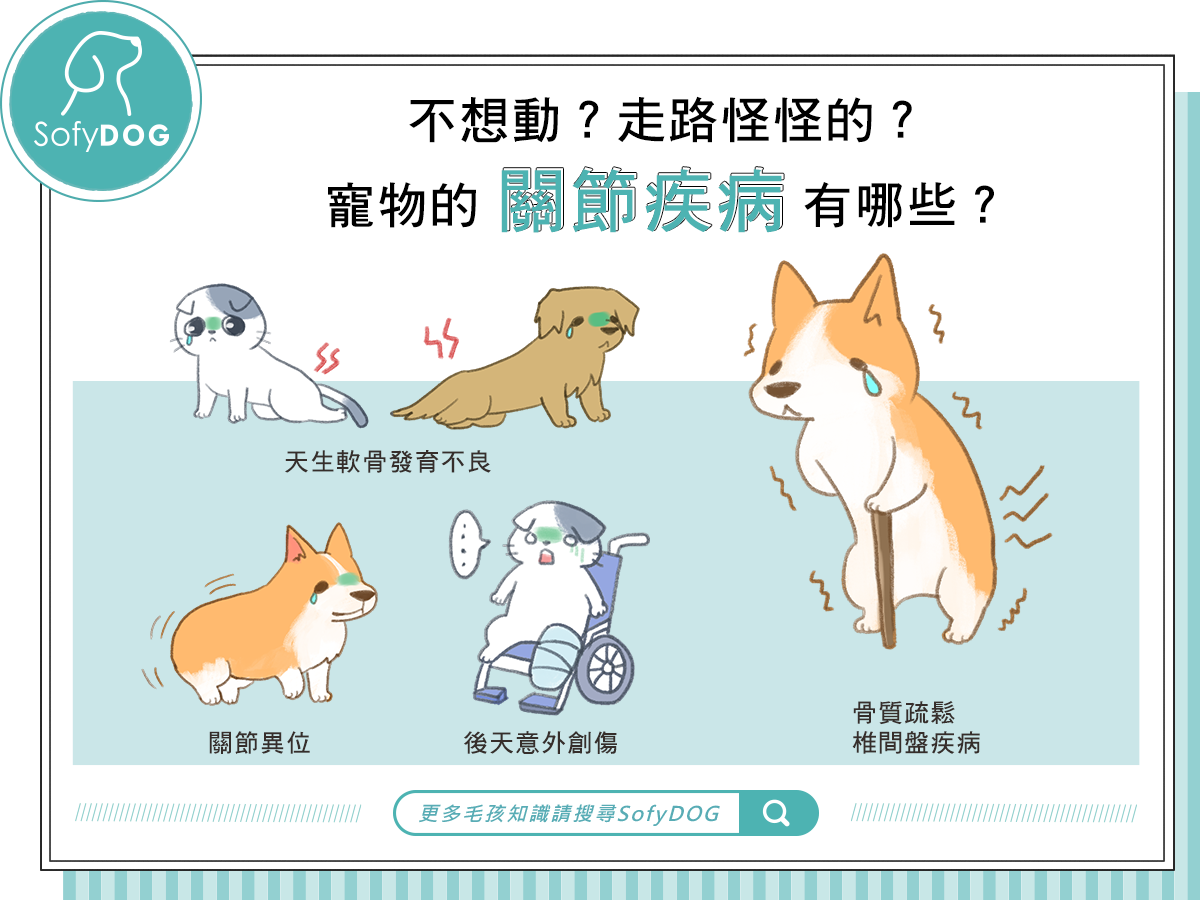 不想動？走路怪怪的？ 寵物的關節疾病有哪些？