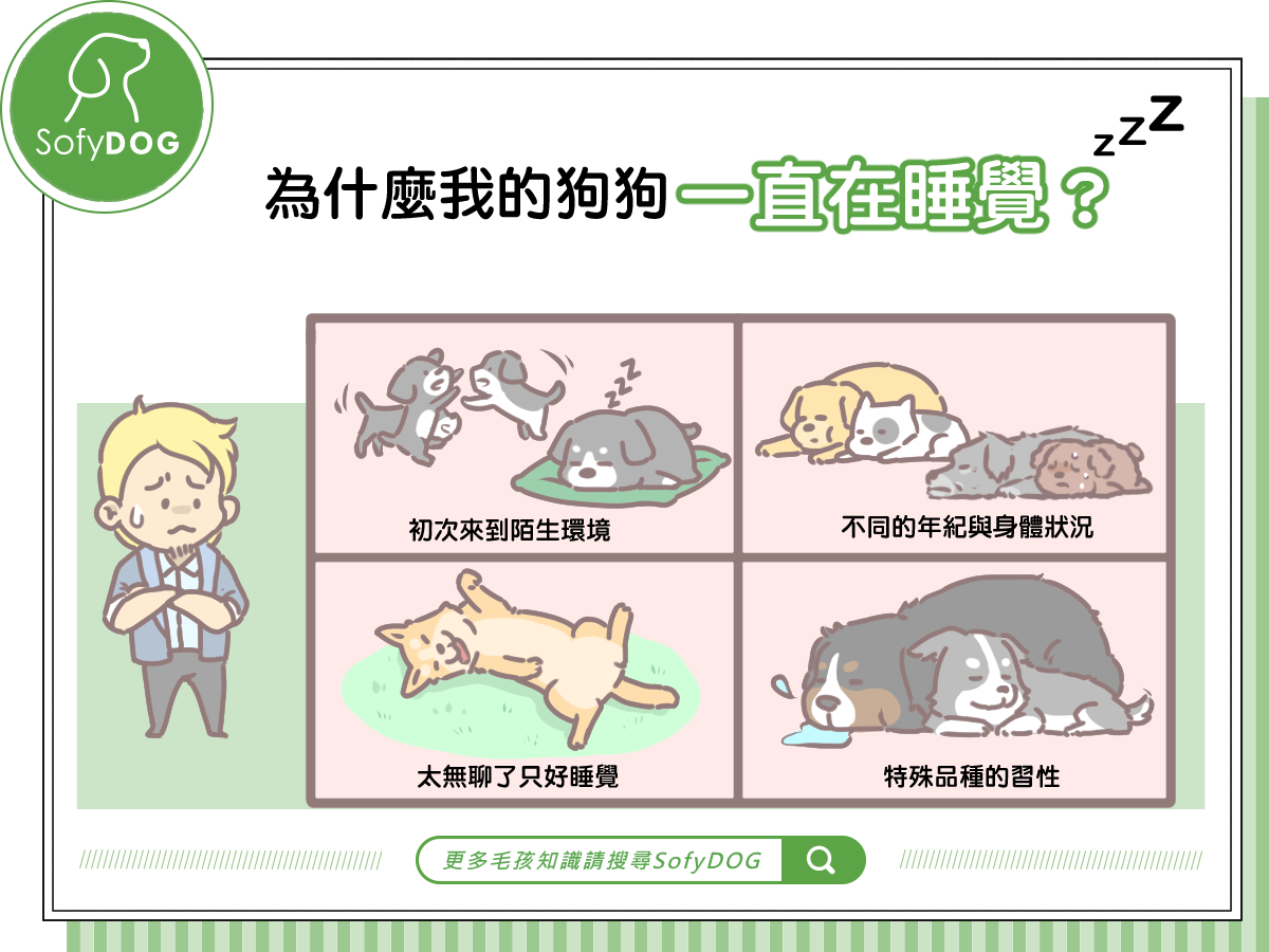 為什麼我的狗狗一直在睡覺？