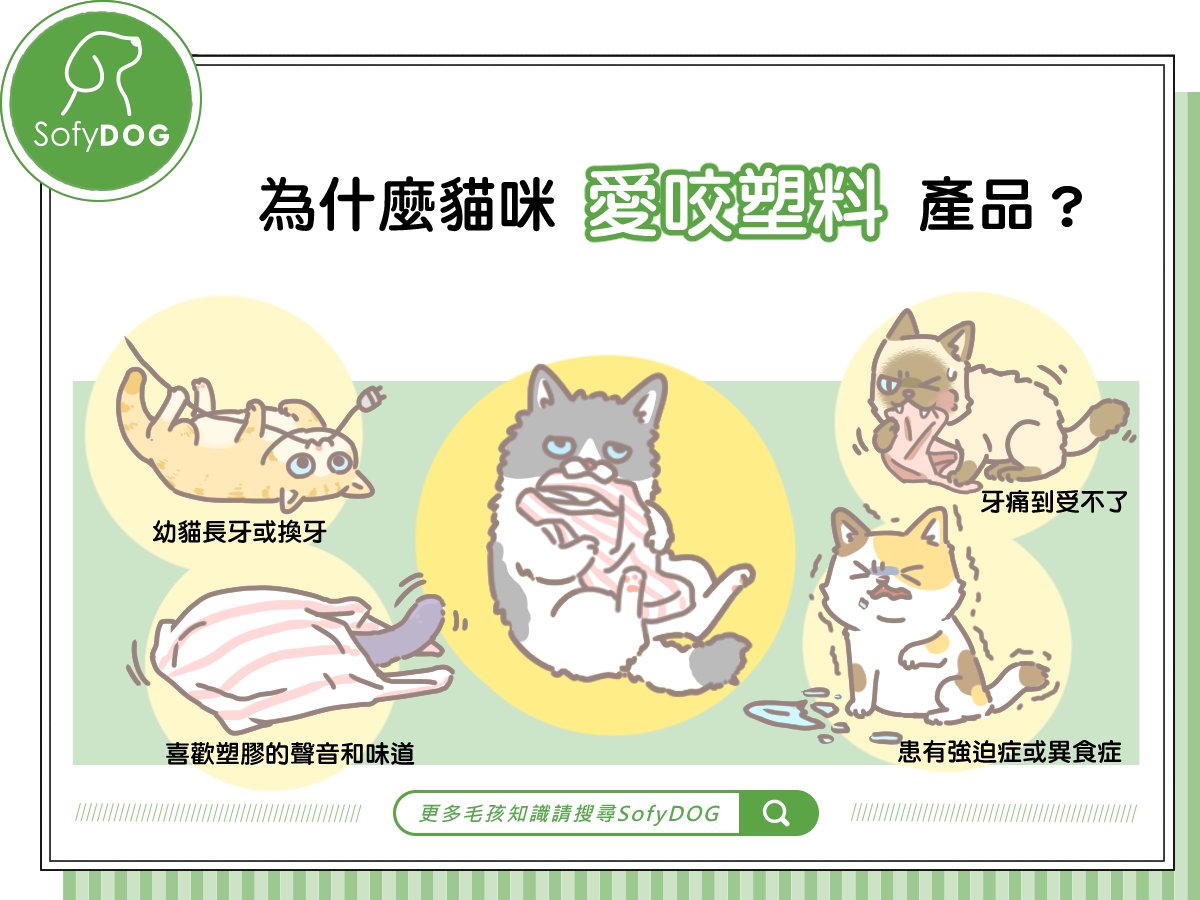 為什麼貓咪愛咬塑料產品？