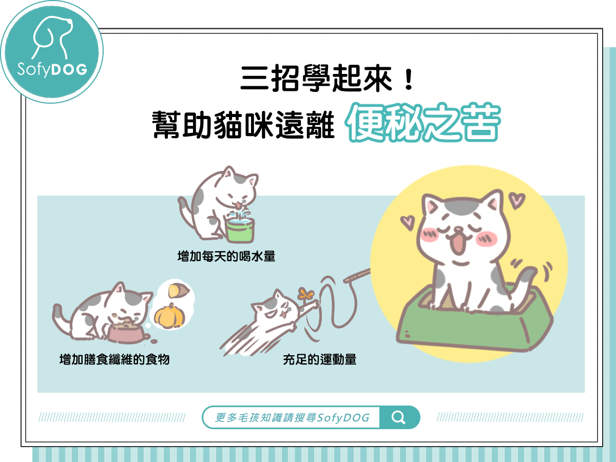三招學起來！幫助貓咪遠離便祕之苦