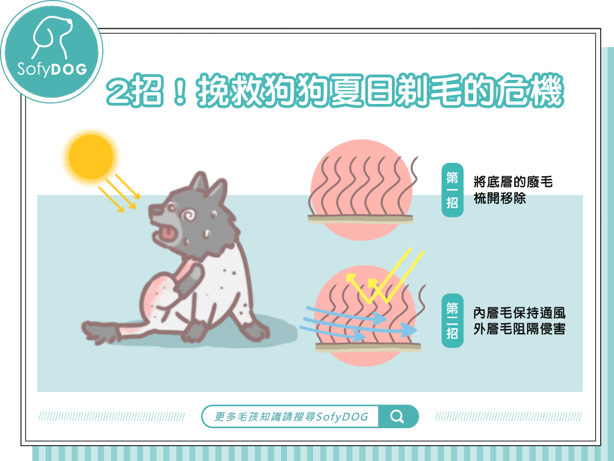 2招！挽救狗狗夏日剃毛的危機