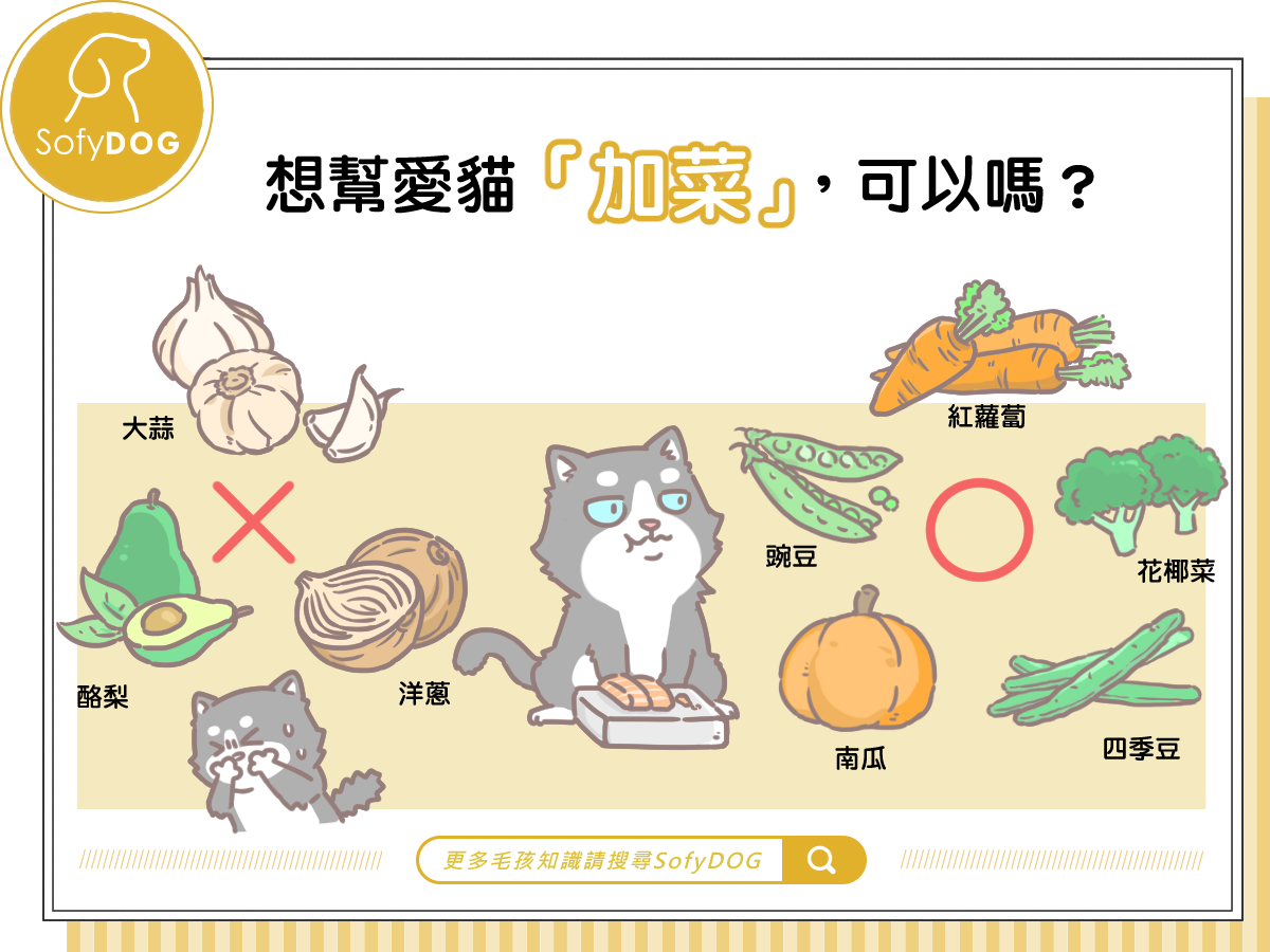 想幫愛貓「加菜」，可以嗎？