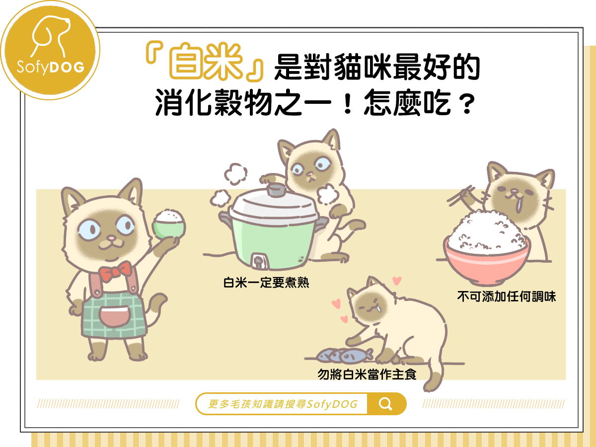 「白米」是對貓咪最好消化的穀物之一！怎麼吃？