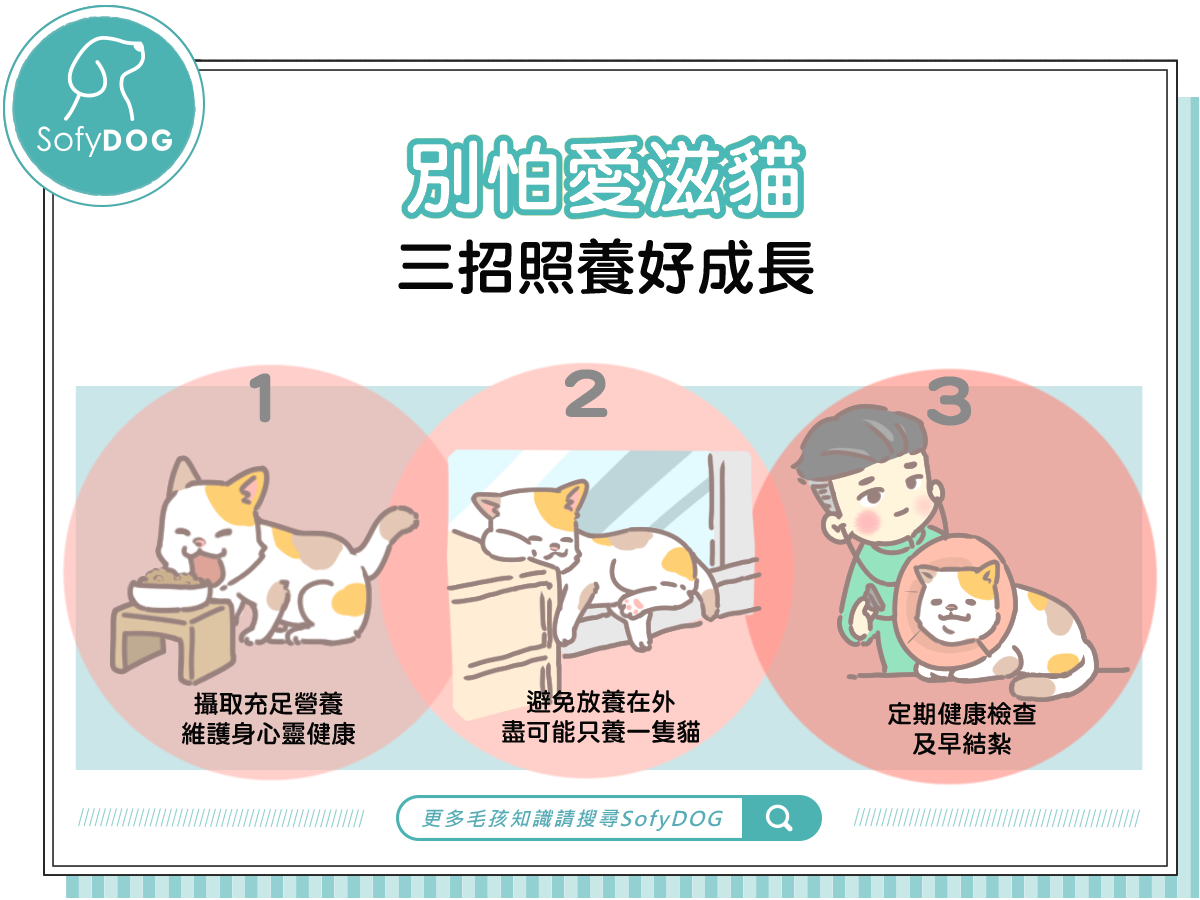別怕愛滋貓！三招照養好成長