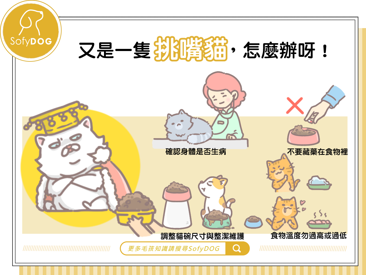 又是一隻挑嘴貓，怎麼辦呀！！！