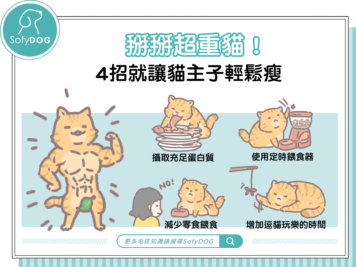 掰掰超重貓！4招就讓貓主子輕鬆瘦