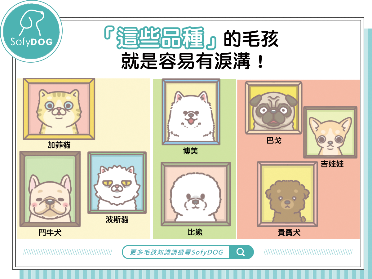「這些」品種的毛孩，就是容易有淚溝！