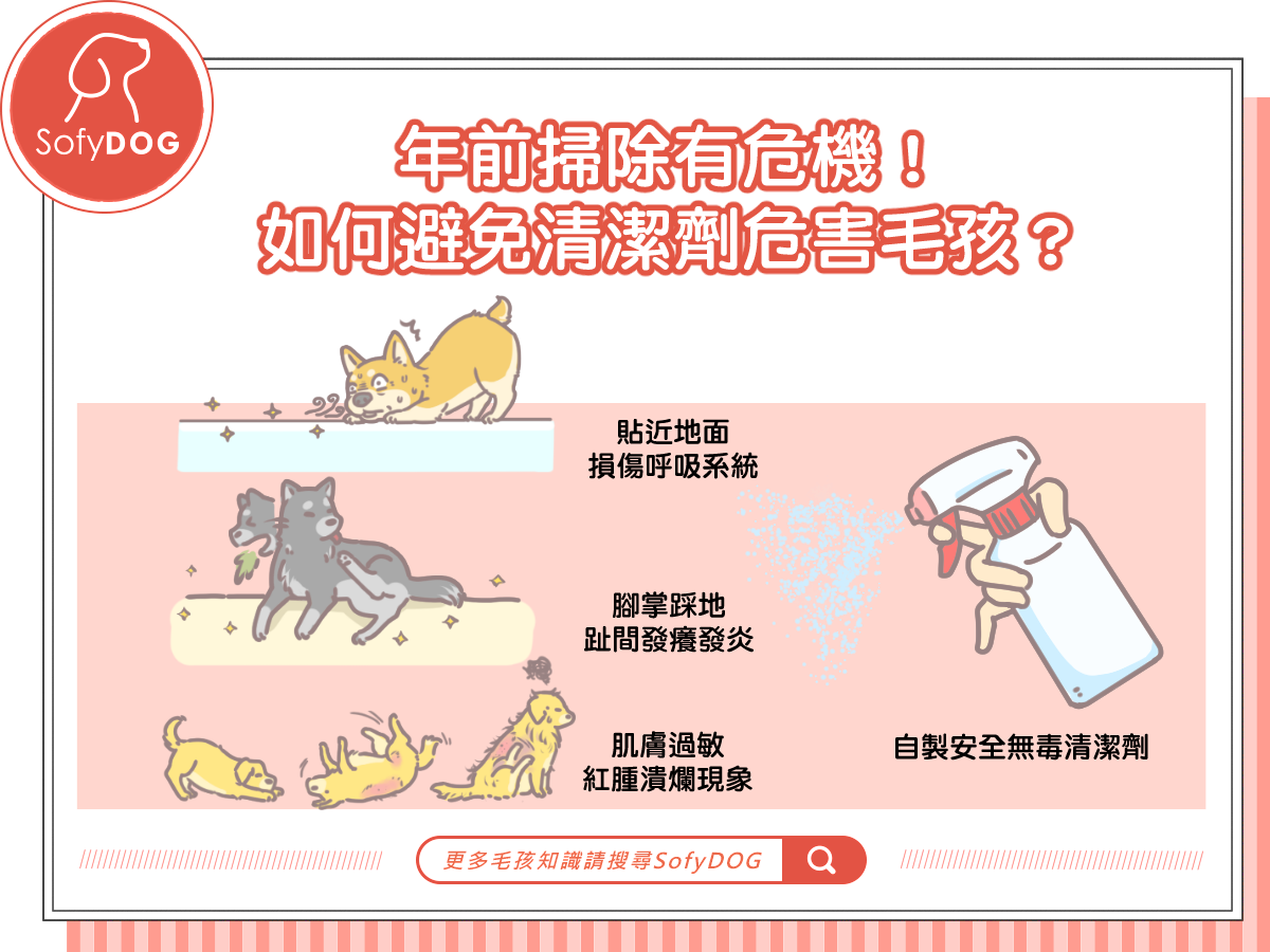 年前掃除有危機！如何避免清潔劑危害毛孩？