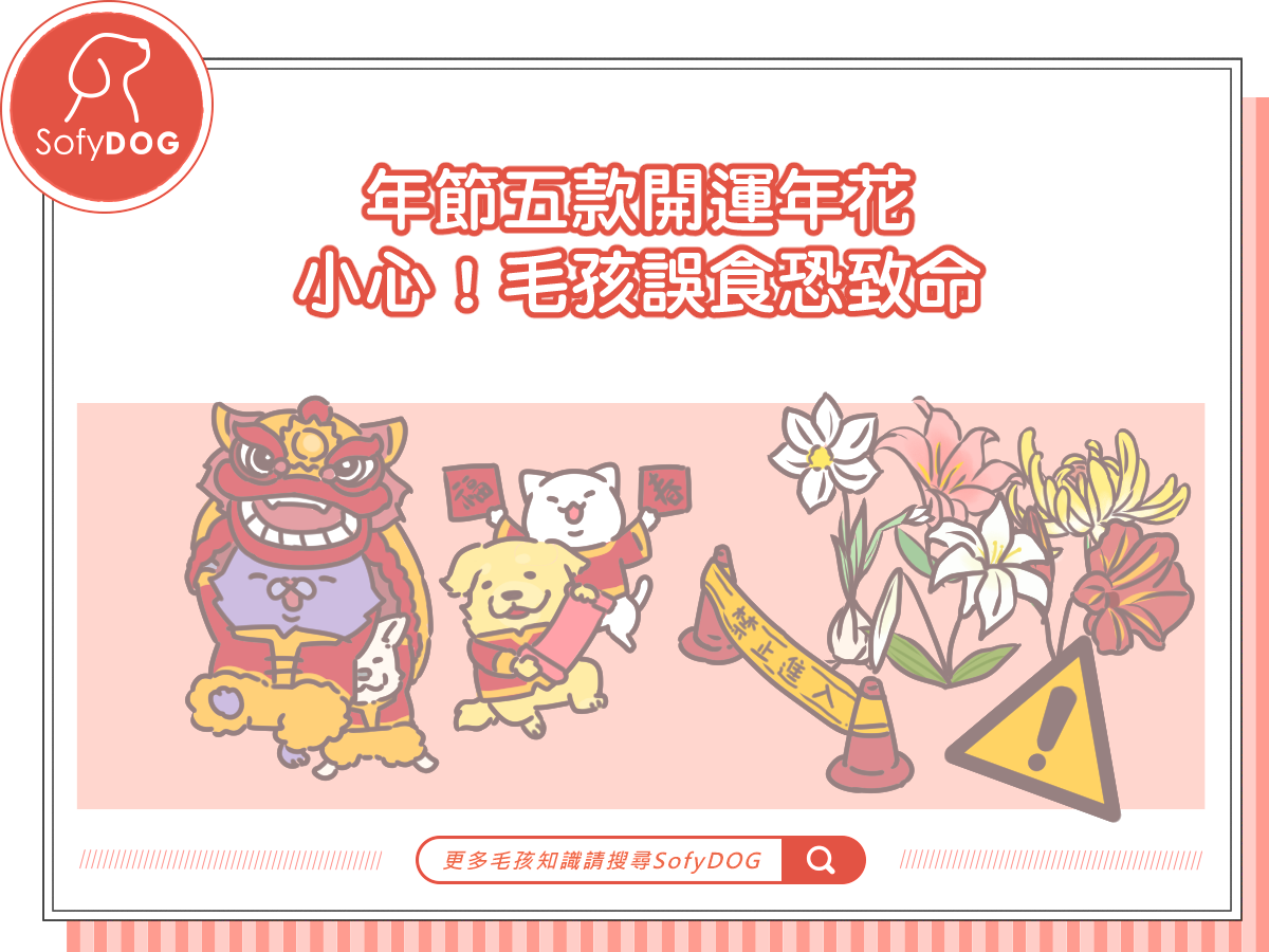 年節五款開運年花要小心！毛孩誤食恐致命