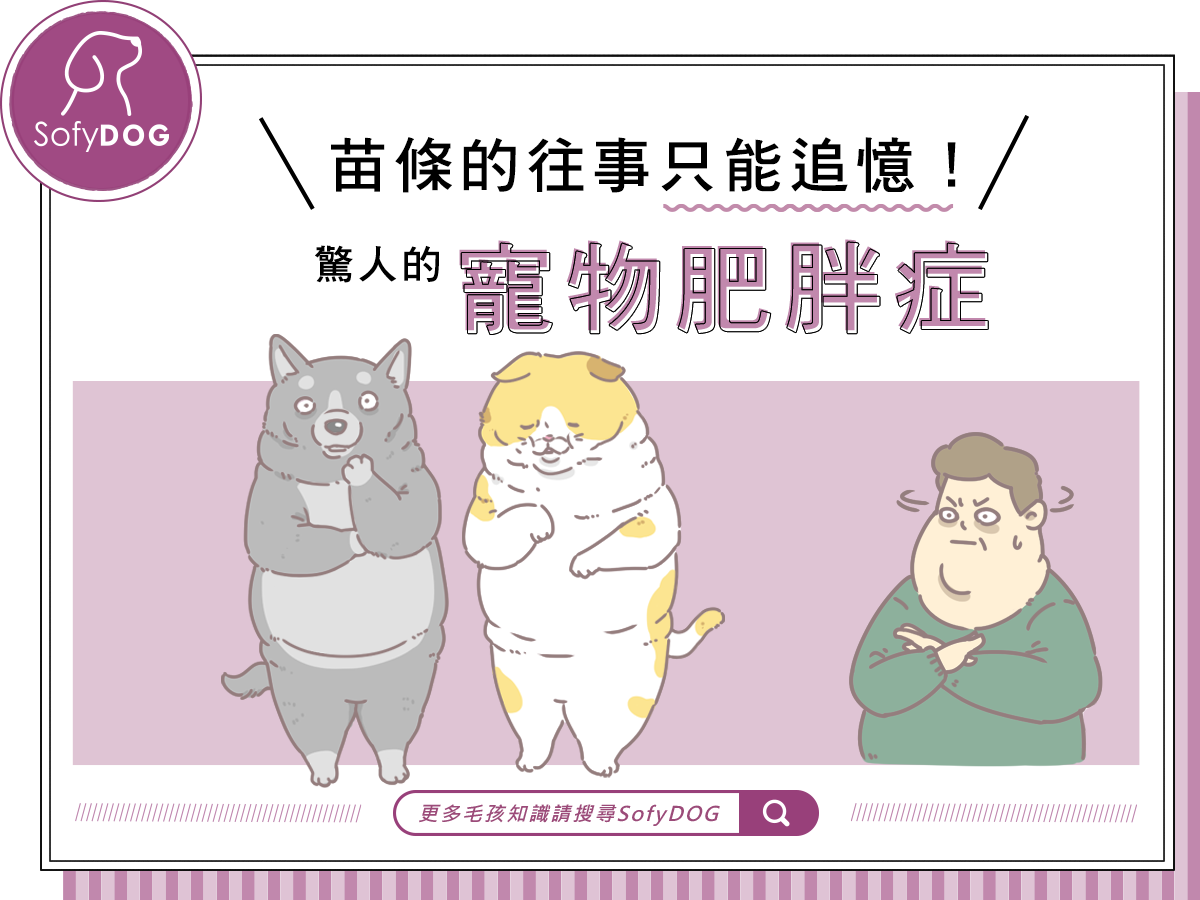 苗條的往事只能追憶！驚人的寵物肥胖症