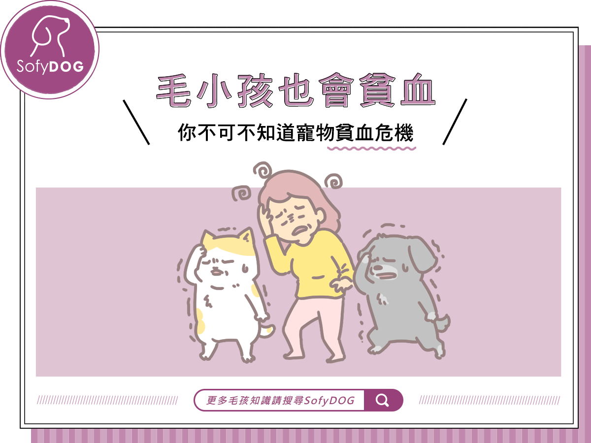 毛孩也會貧血！ 你不可不知道寵物貧血危機