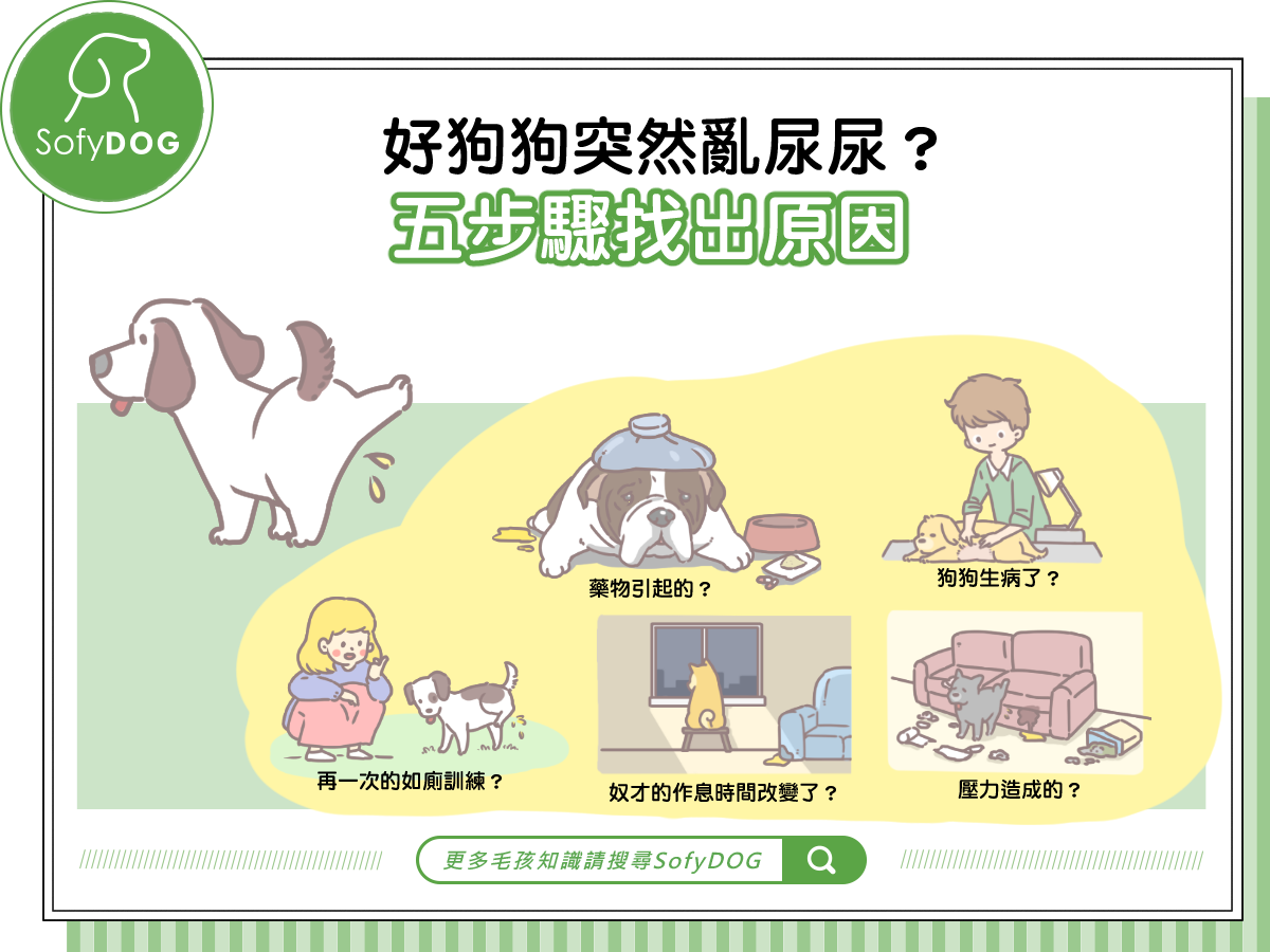 好狗狗突然亂尿尿？五步驟找出原因
