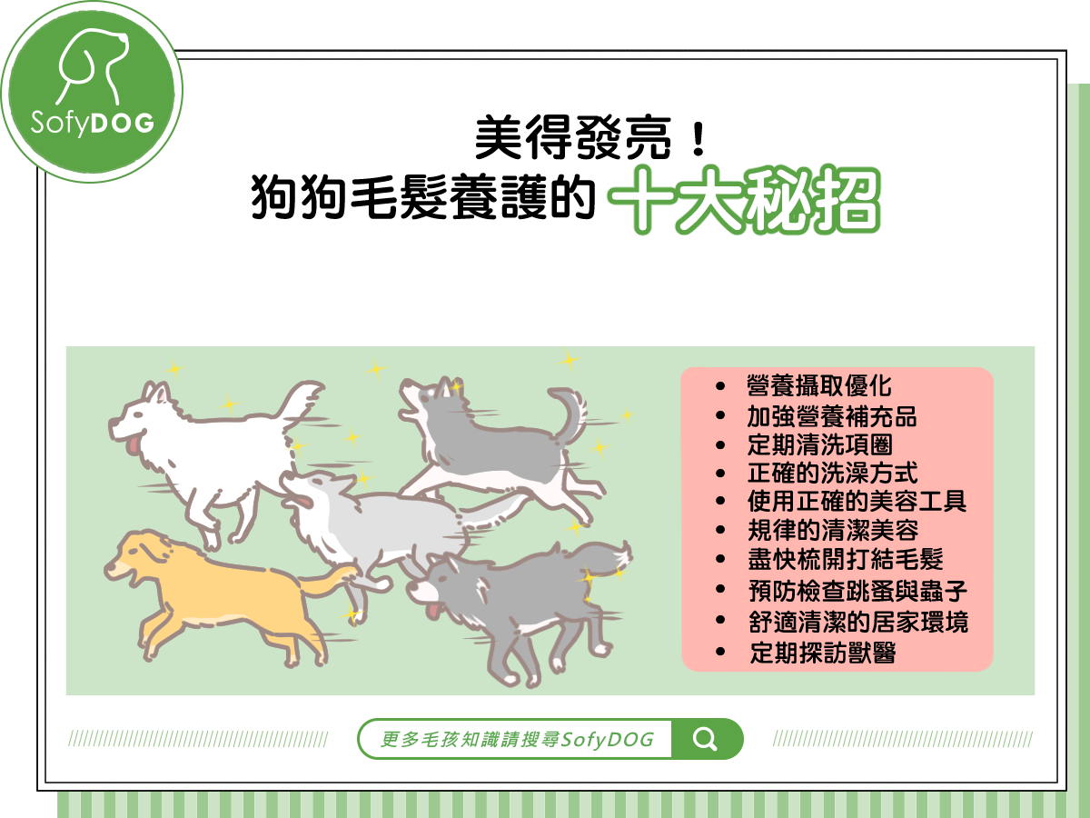 美得發亮！狗狗毛髮養護的十大秘招