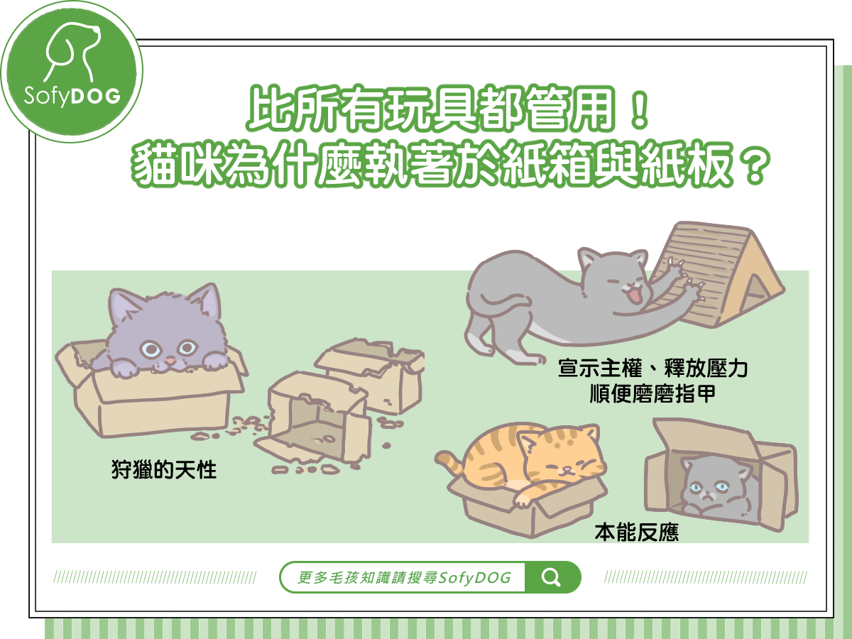 比所有玩具都管用！貓咪為什麼執著於紙箱與紙板？