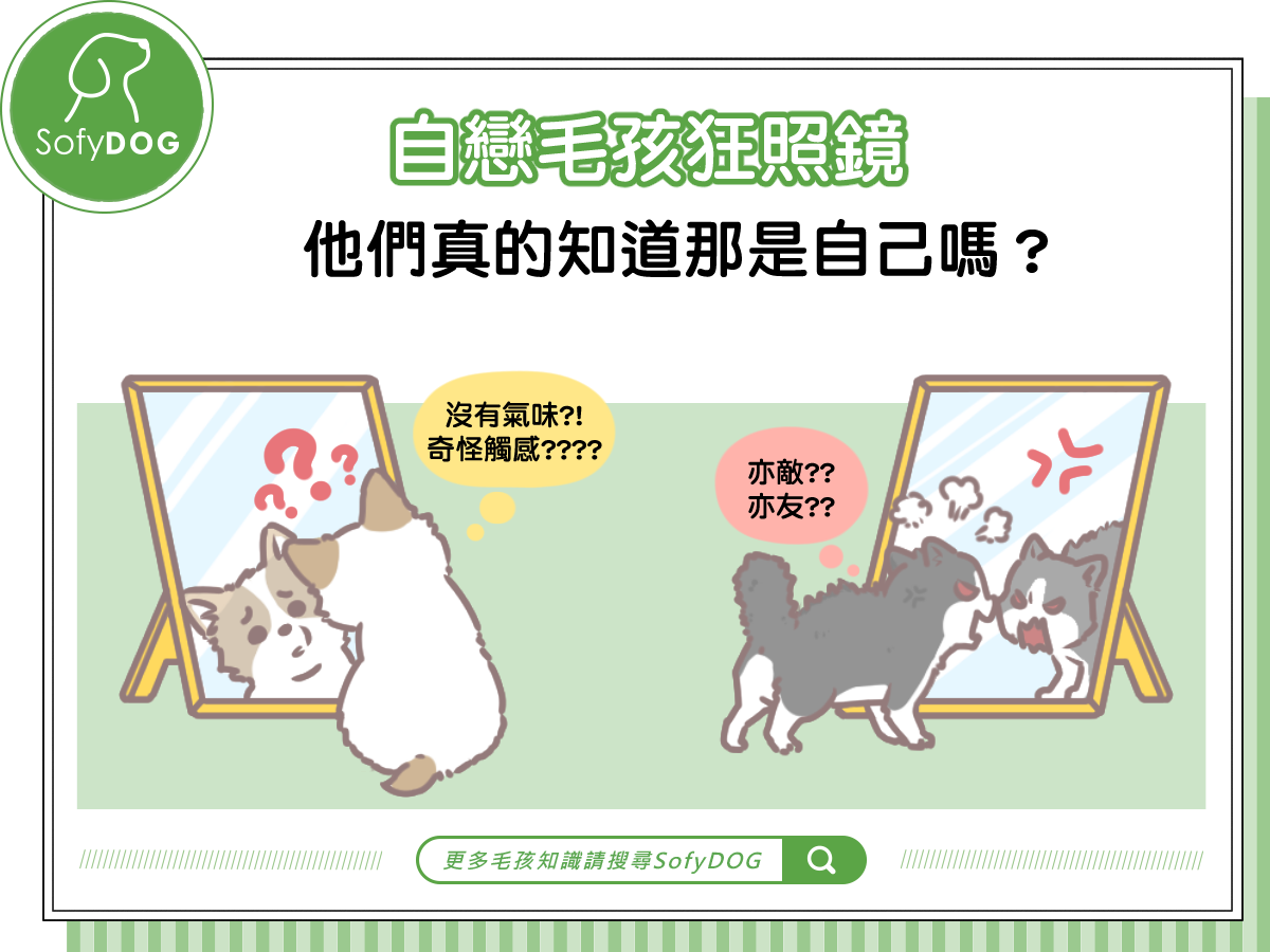 自戀毛孩狂照鏡，他們真的知道那是自己嗎？