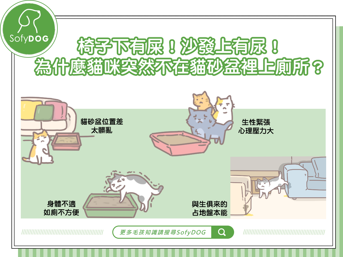 椅子下有屎！沙發上有尿！為什麼貓咪突然不在貓砂盆裡上廁所？