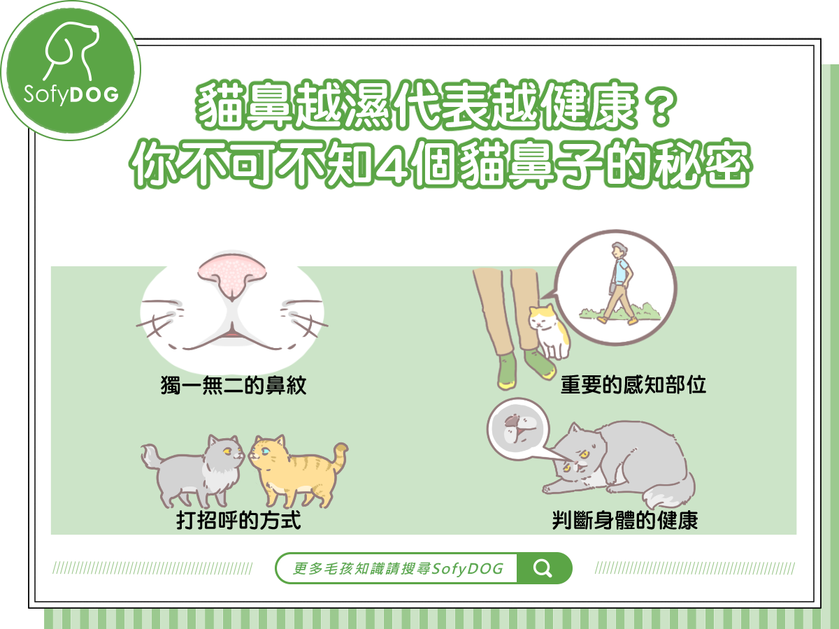 貓鼻越濕代表越健康?你不可不知4個貓鼻子的秘密