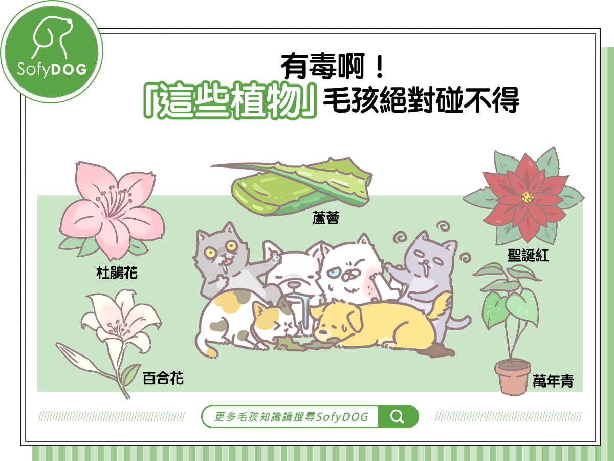 有毒啊！「這些植物」毛孩絕對碰不得