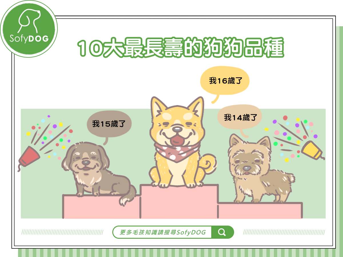 10大最長壽的狗狗品種
