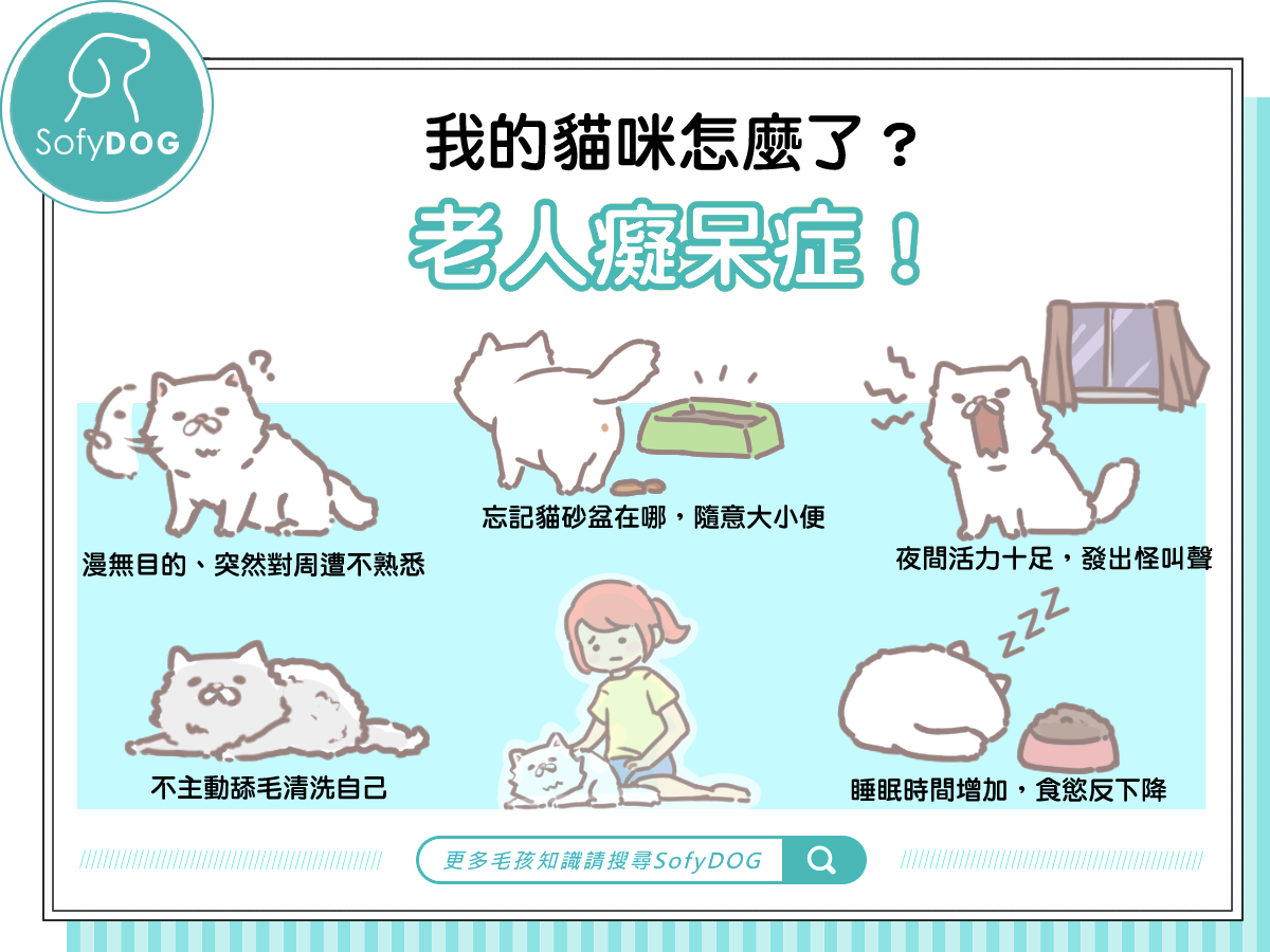 我的貓咪怎麼了？老人癡呆症！