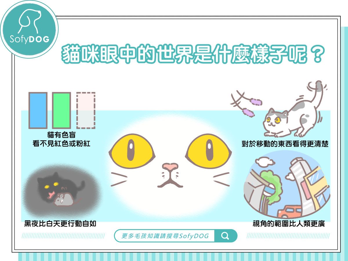 貓咪眼中的世界是什麼樣子呢？