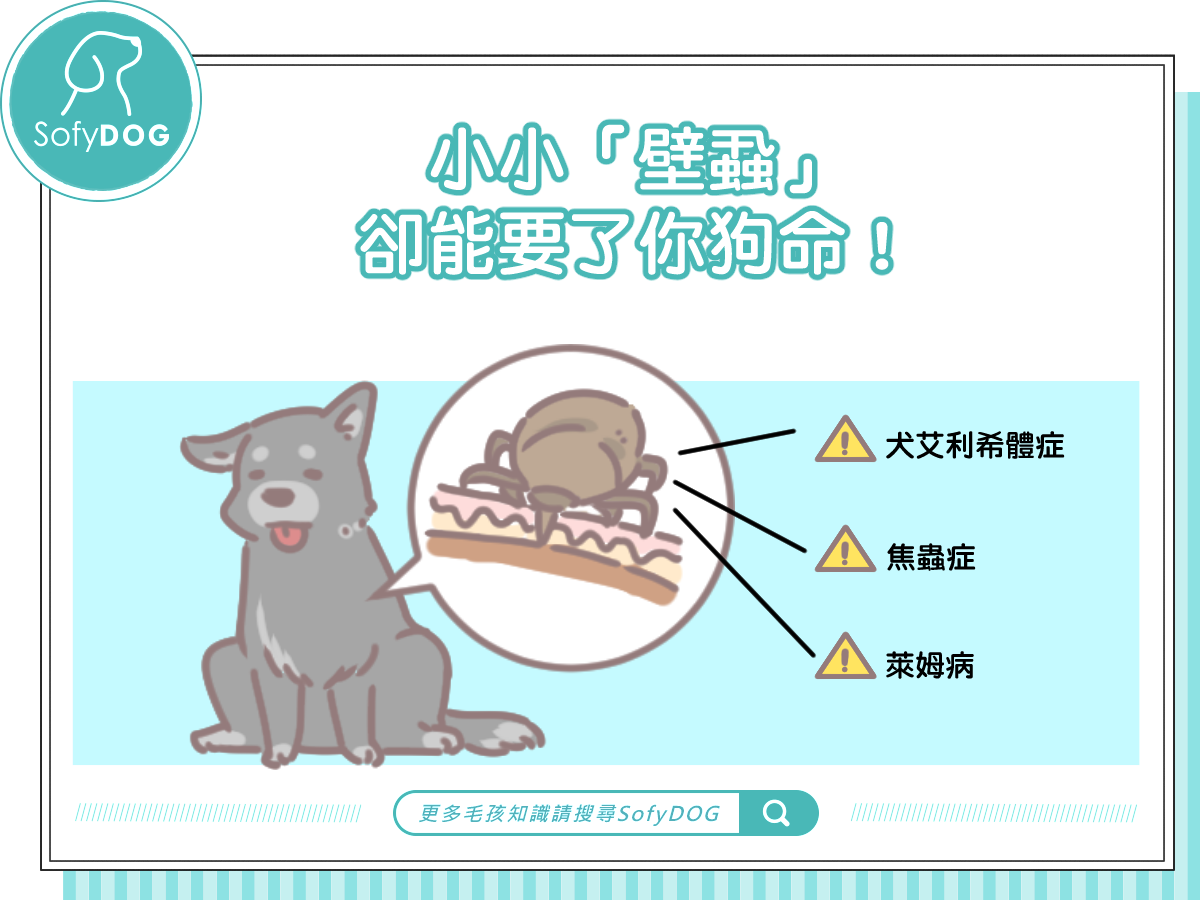 小小「壁蝨」,卻能要了你狗命!