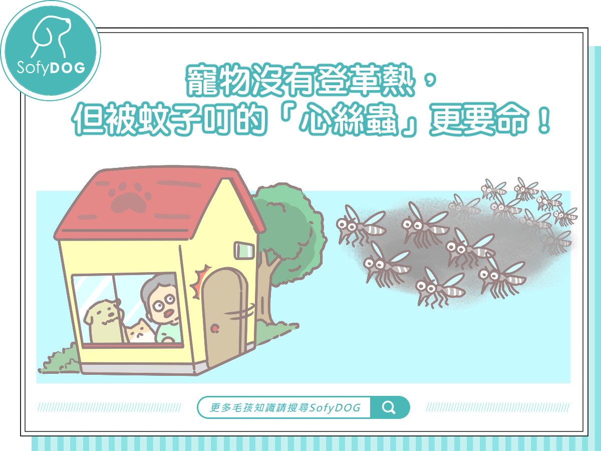寵物沒有登革熱,但被蚊子叮的「心絲蟲」更要命!