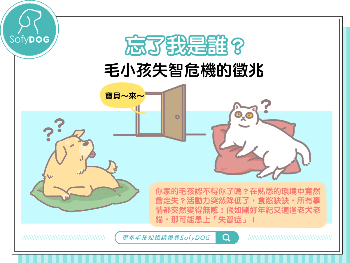 忘了我是誰？毛小孩失智危機的徵兆