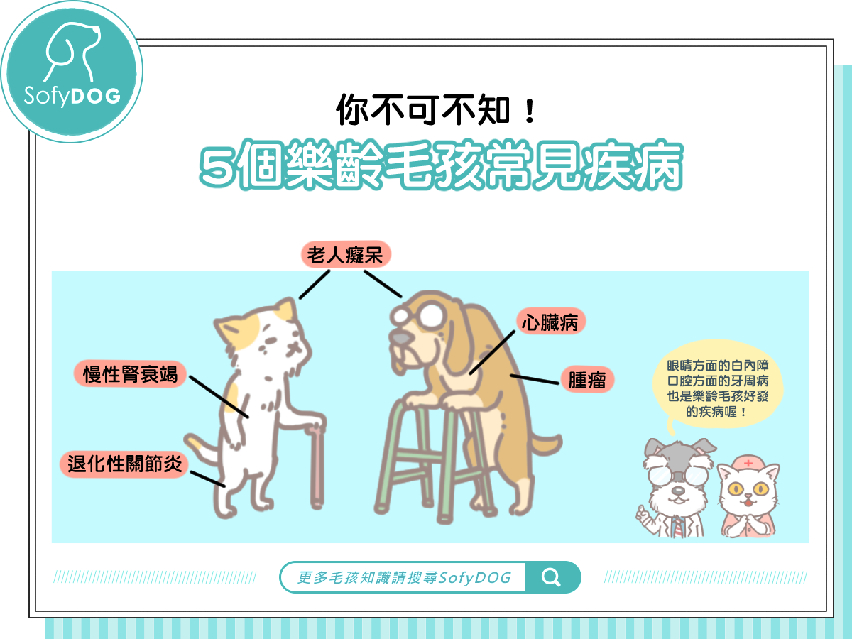 你不可不知!5個樂齡毛孩常見疾病