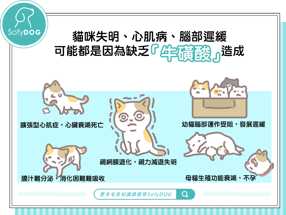 貓咪失明、心肌病、腦部遲緩，可能都是因為缺乏「牛磺酸」造成