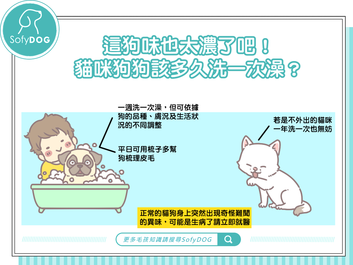 這狗味也太濃了吧！貓咪、狗狗該多久洗一次澡？