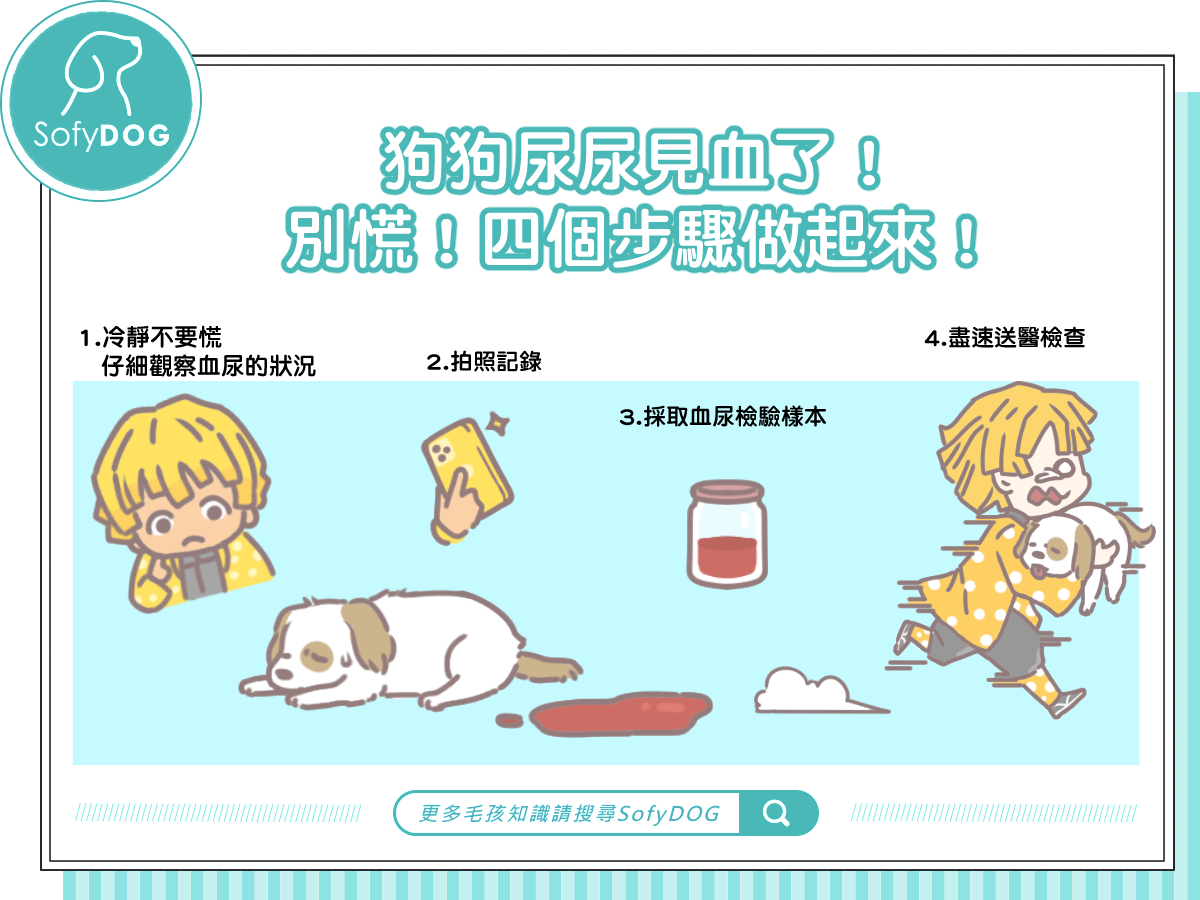 狗狗尿尿見血了！別慌！四個步驟做起來！