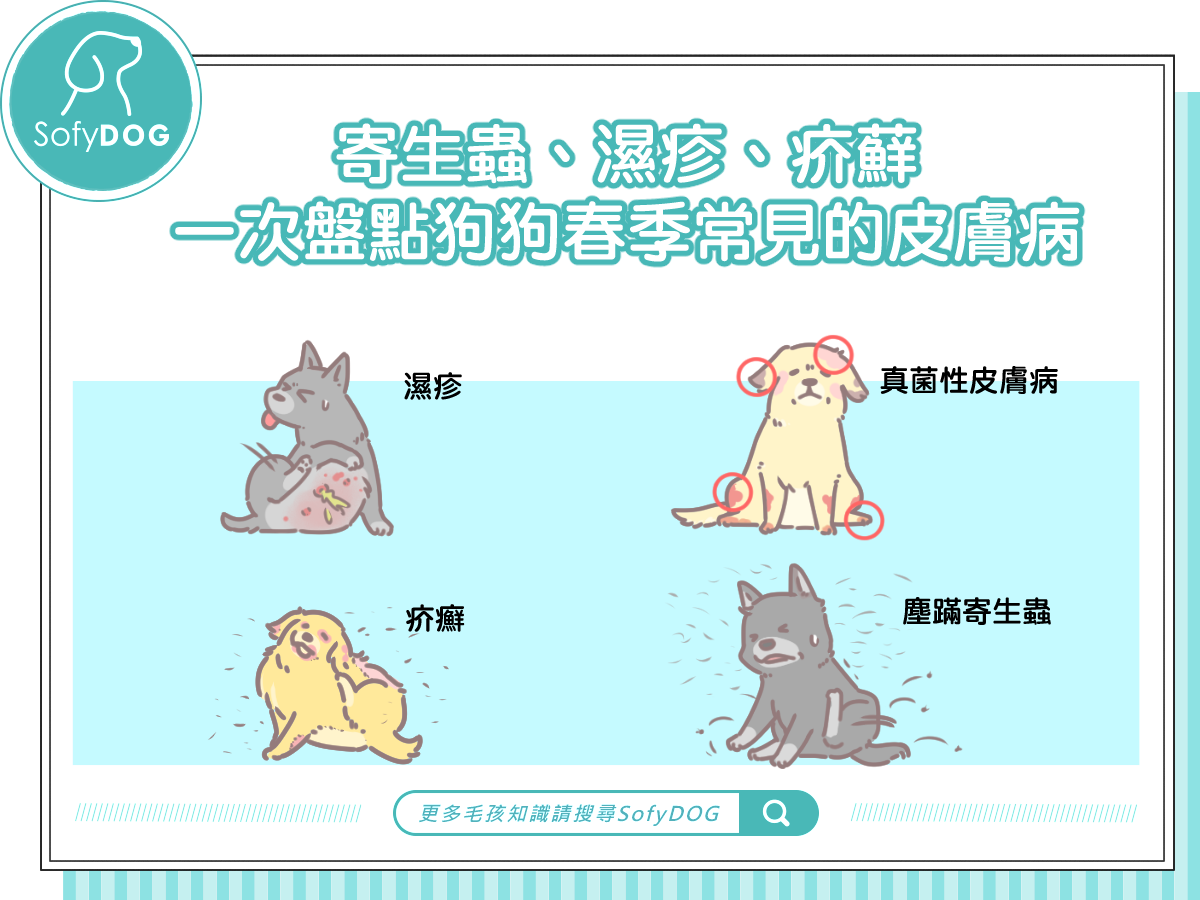 寄生蟲、濕疹、疥蘚！一次盤點狗狗春季常見的皮膚病