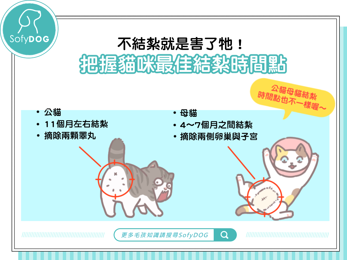 不結紮就是害了牠！把握貓咪最佳結紮時間點