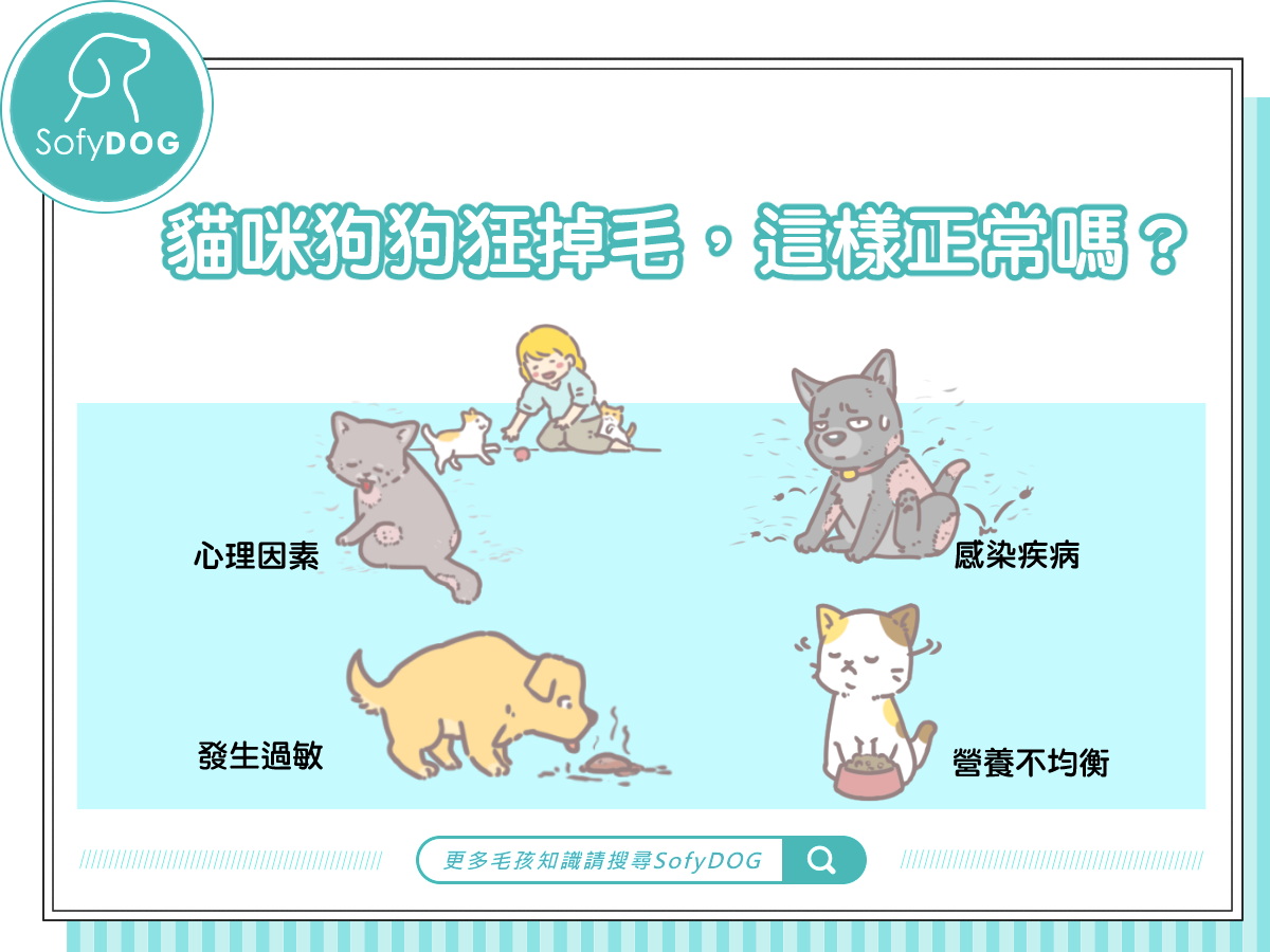 貓咪狗狗狂掉毛，這樣正常嗎？