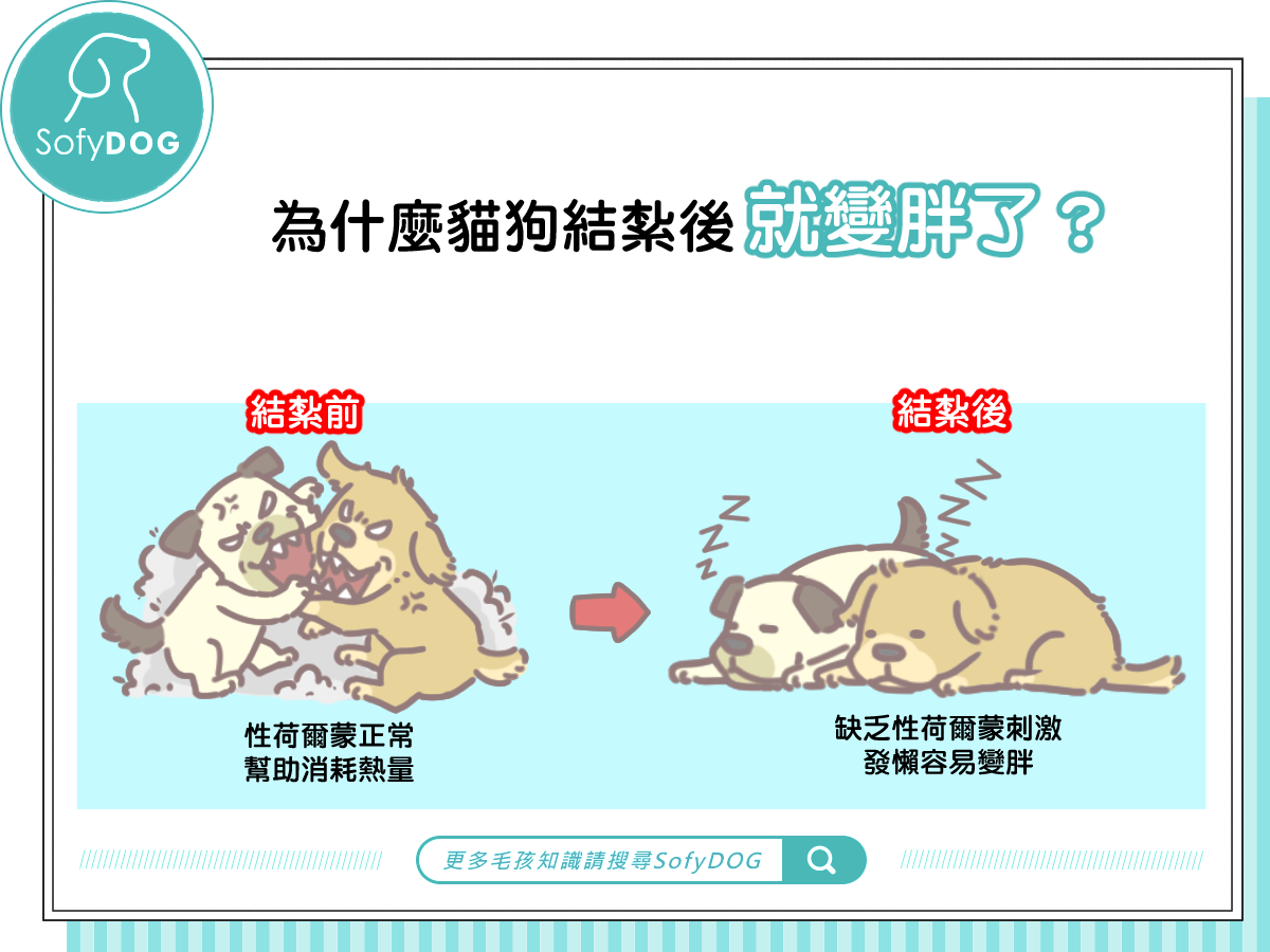 為什麼貓狗結紮後就變胖了呢？