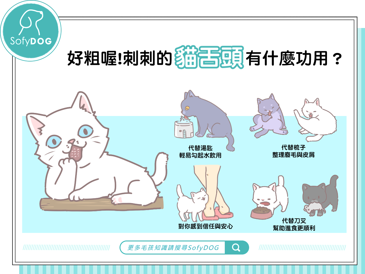 好粗喔！刺刺的貓舌頭有什麼功用？