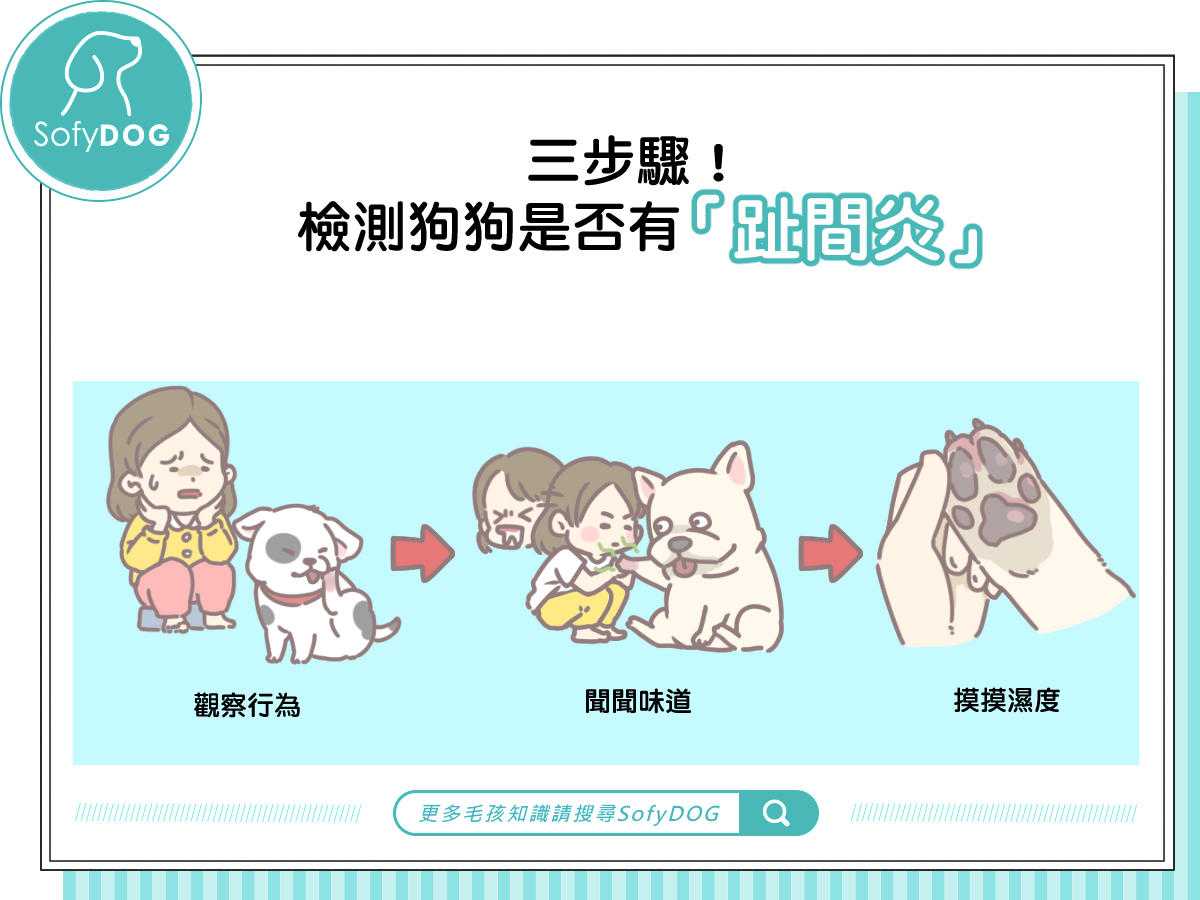 三步驟！檢測狗狗是否有「趾間炎」