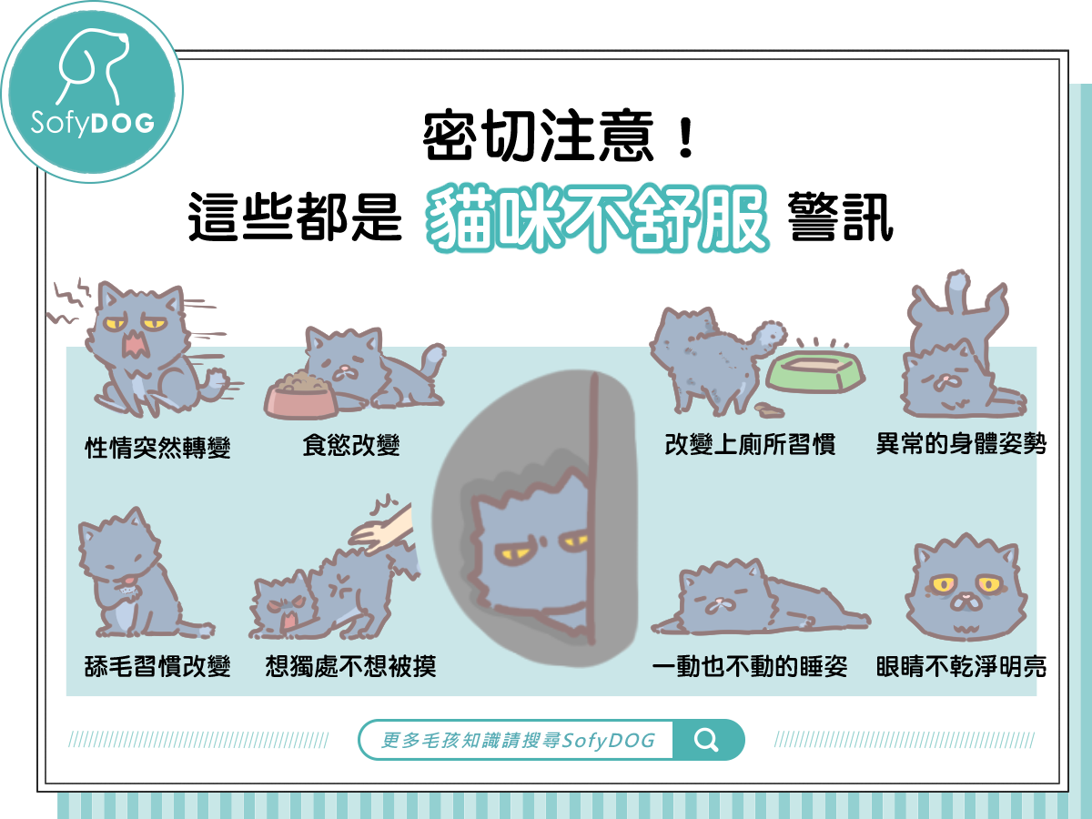 密切注意！這些都是貓咪不舒服警訊