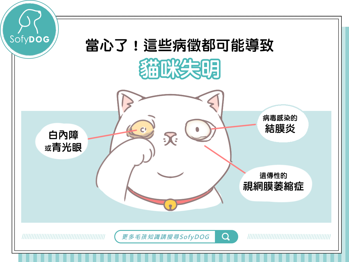 當心了！這些病徵都可能導致貓咪失明