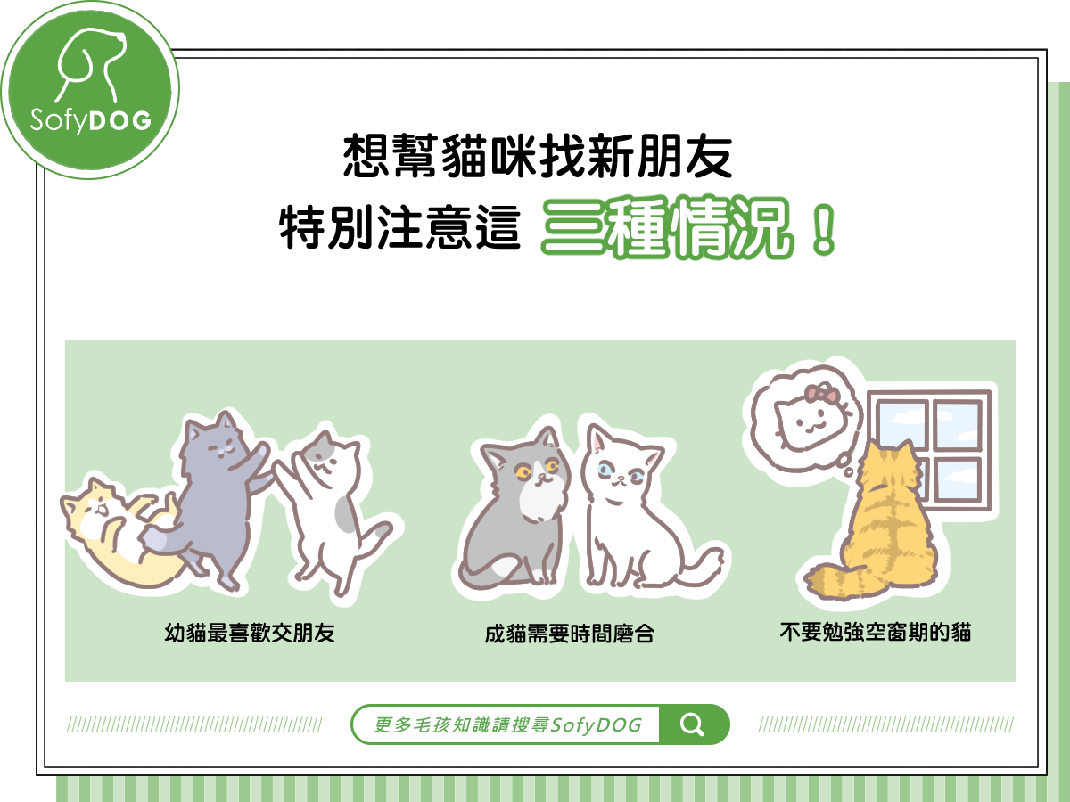 想幫貓咪找新朋友，特別注意這三種情況！